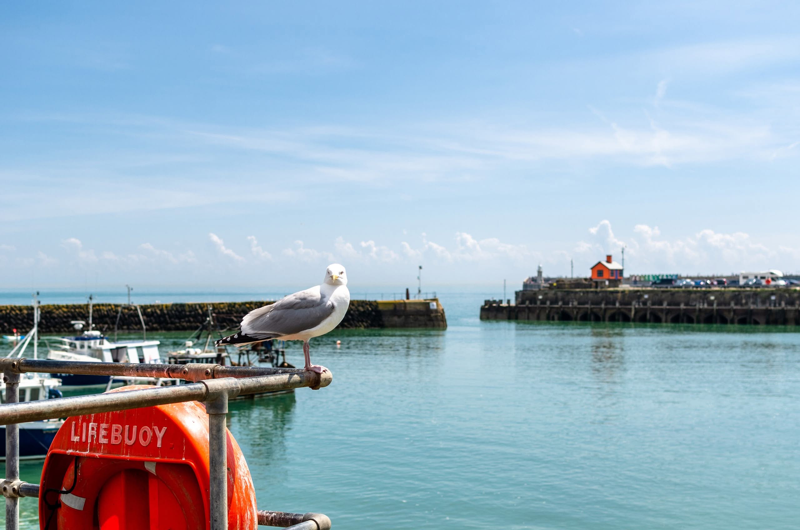 A seagull at Folkestone Harbour in summer, Kent, England